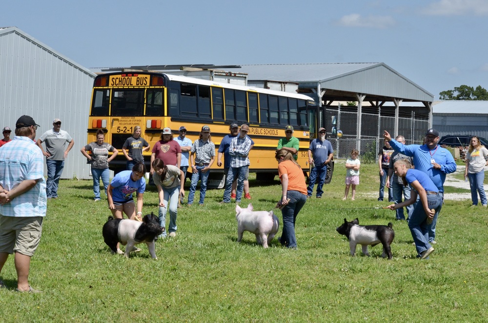 Students working with pigs in a field