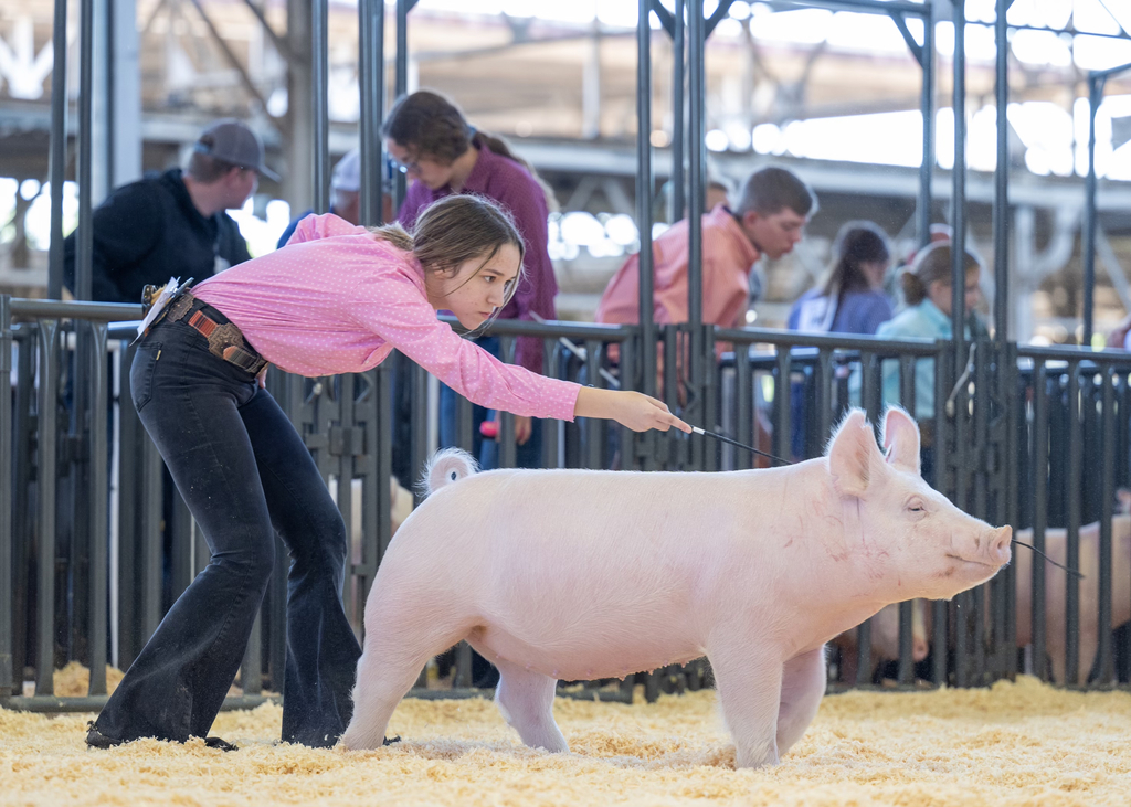 Student showing her pig in the ring