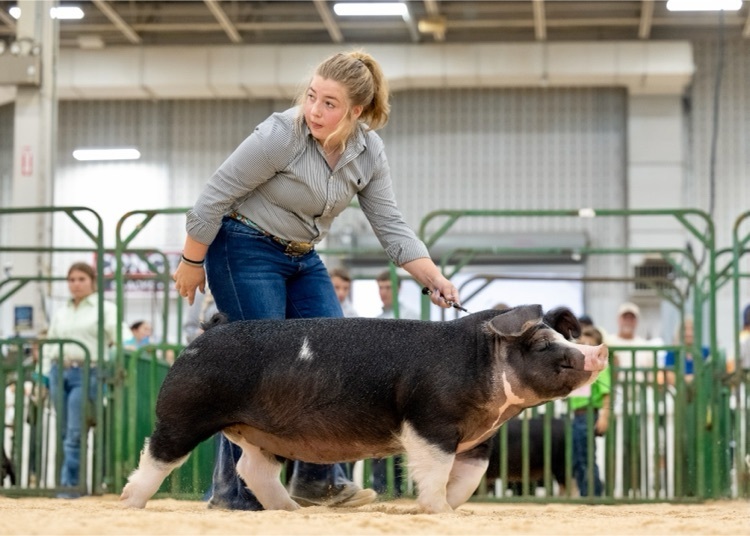 student walking with her pig in the ring