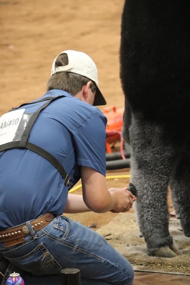 student clipping leg hair on heifer
