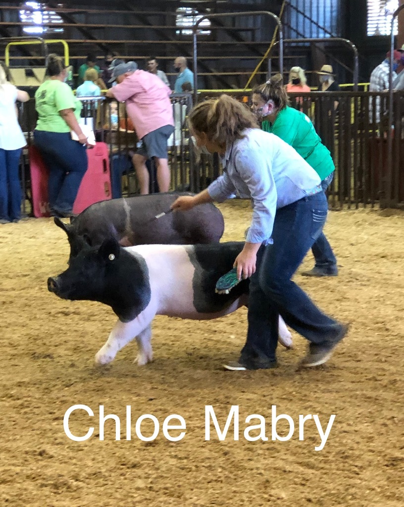 Chloe Mabry pictured leading her hog. 